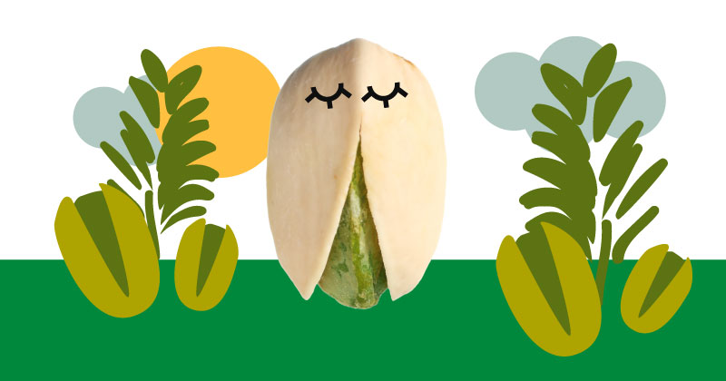 pistacchi